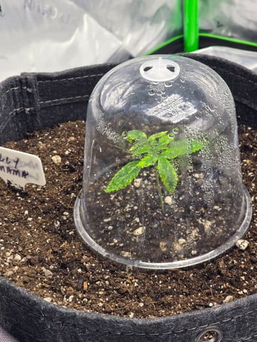 2nd grow round 2 — seedling_rooting, day 12