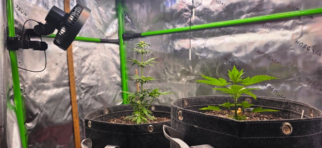 Here We Grow... — flower, day 42