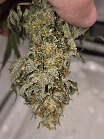 Bruce Banner #4  — harvest, day 126