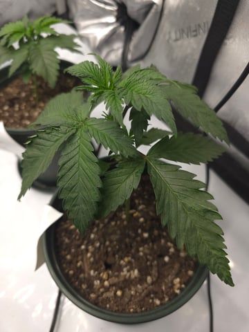 Homegrown - 🍒 🥧 & GSC Auto, 🚀 Seeds 🍌 Buttercups  — vegetative, day 23