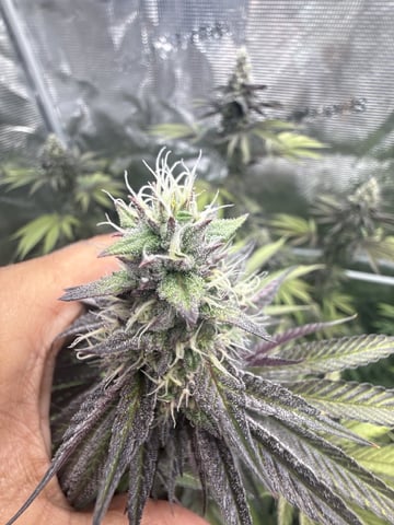 Oreo_BMG#2 — flower, day 13