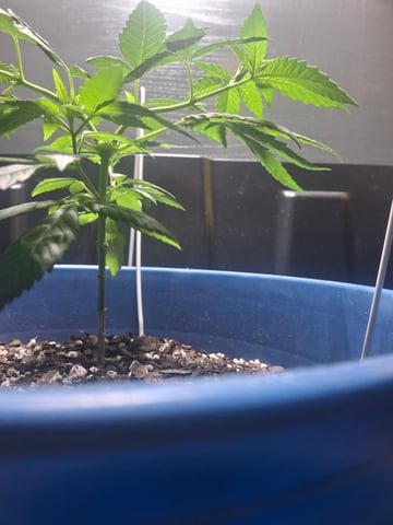 5 Random Seeds in a pot I found in my grinder. — vegetative, day 38