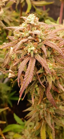 newest ggs setup grow — flower, day 87