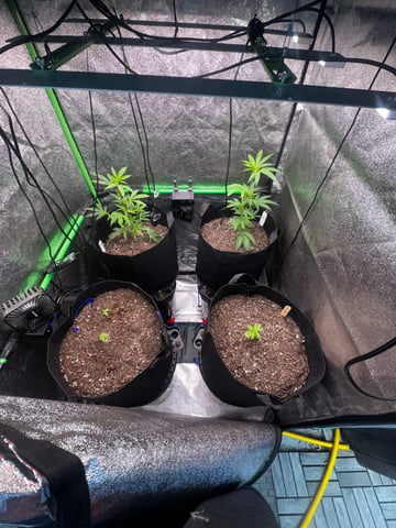 2026 Grow — grow_setup, day 1