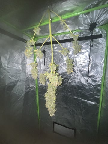 3autos and 2 fem  — harvest, day 113