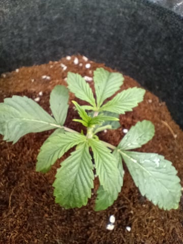 1st Grow Eva — seedling_rooting, day 13