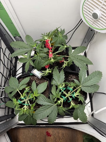 Midsummer Outdoor — vegetative, day 22