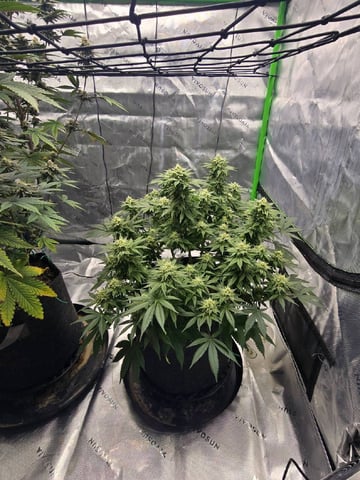 2nd grow round 2 — flower, day 84