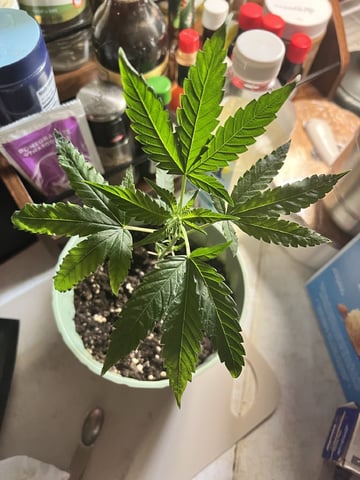 Banjo Clones — vegetative, day 51