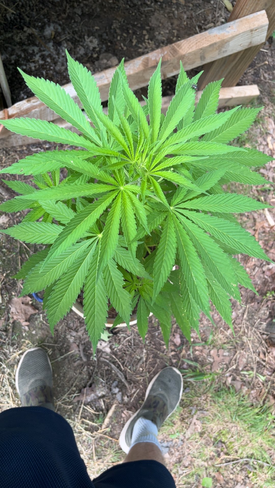 BrightSeed9079