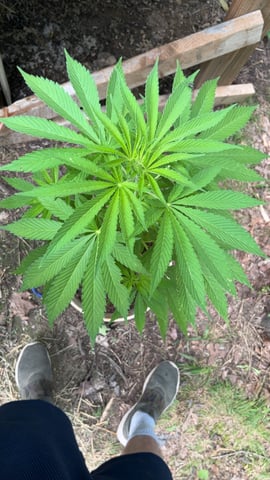 BrightSeed9079