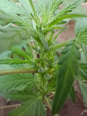 White Widow/Gorilla Glue — vegetative, day 46