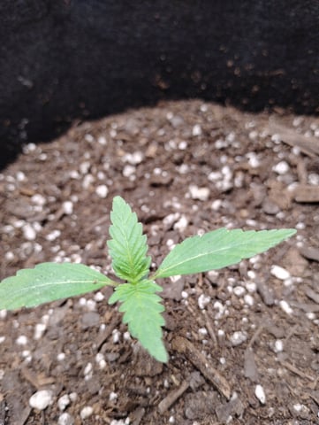 Special queen Auto — seedling_rooting, day 1