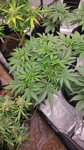 banana blaze  — grow_setup, day 31