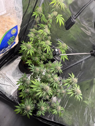  Trying to go big — flower, day 125