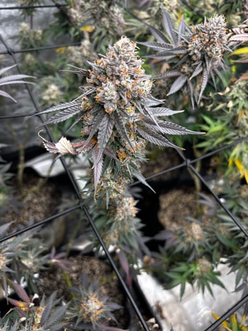 Pink Passion Fruit — flower, day 115