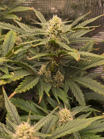 blue dream auto — flower, day 47