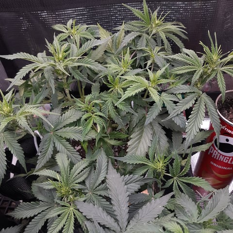 Next Attempt  — flower, day 43