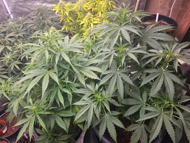 bubblegum  — flower, day 1