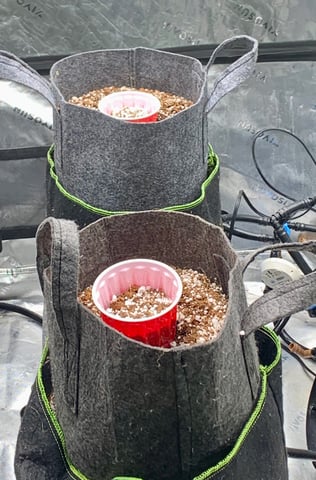 Six  — vegetative, day 48