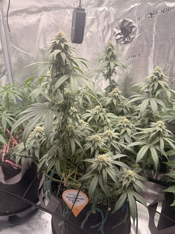 BloodMoon Gelato — flower, day 88