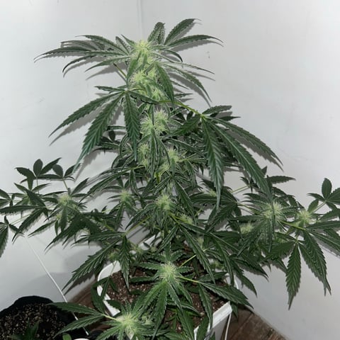 Gigawatt  — auto, day 91