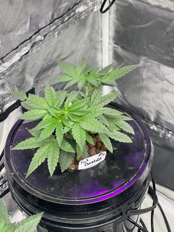 1st Ever Grow (Fat Bastard)(RDWC)  — vegetative, day 44