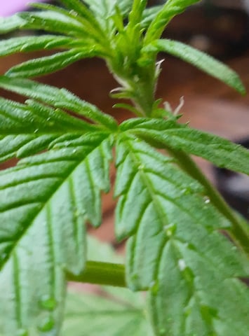 epsilon f1 — vegetative, day 16