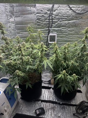 green crack auto flowers — flower, day 1