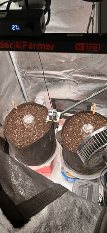 newest ggs setup grow — germination, day 1