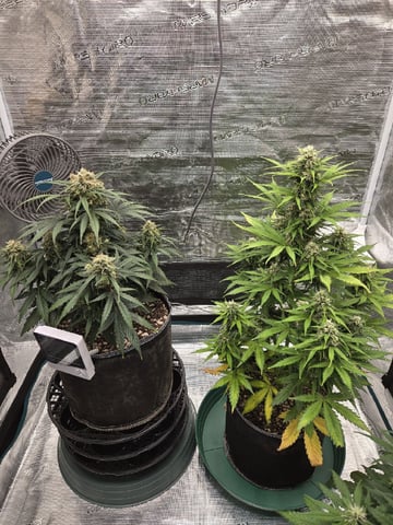 StrawZ (autoflower) — flower, day 71