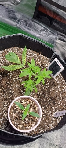 Hawaiian Haze  — vegetative, day 17
