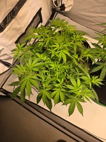 Purple Skunk 3 x 5  — flower, day 43