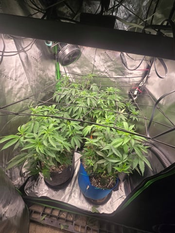 MAIN ROOM — vegetative, day 11