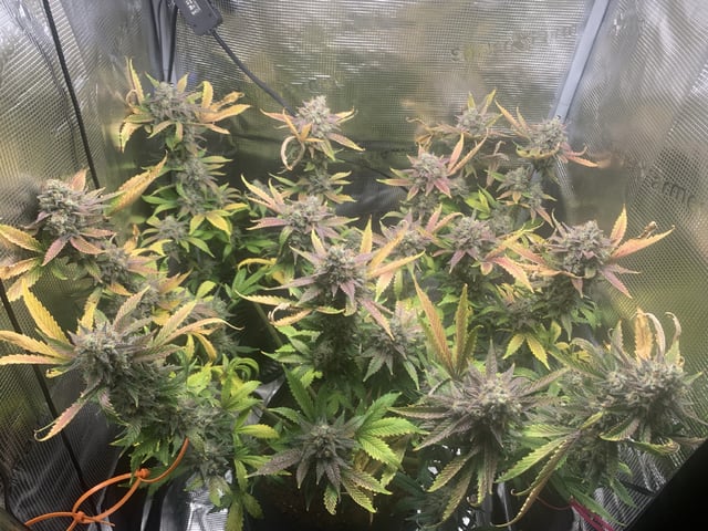 Blackberry Moonrocks (First Grow) — flower, day 64