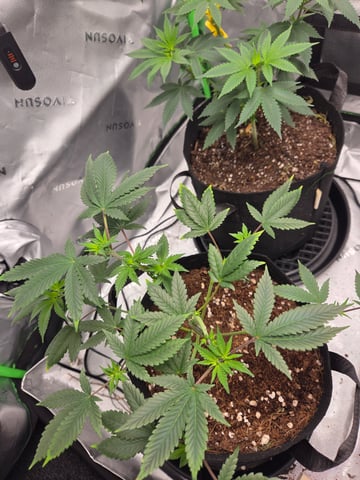GG #4 — vegetative, day 41