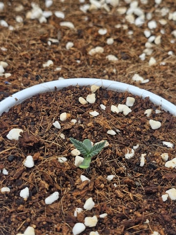 Bruce Banner — seedling_rooting, day 93