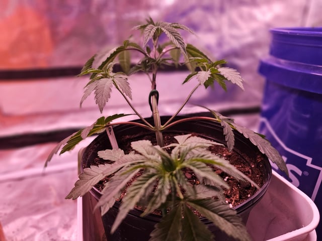gary poppins — vegetative, day 34