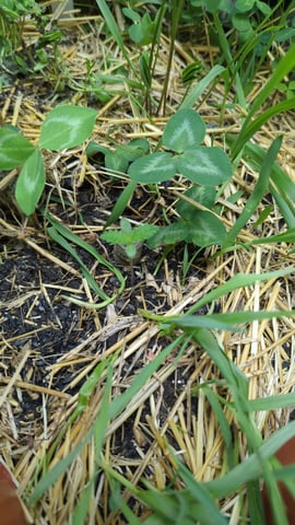 Lemon OG Haze — seedling_rooting, day 3
