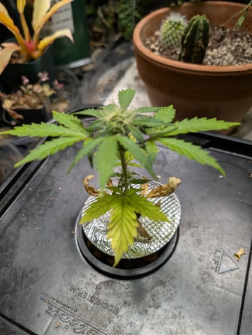 skunk auto — vegetative, day 34