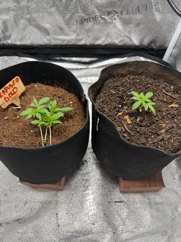  Acapulco gold auto July  — vegetative, day 13