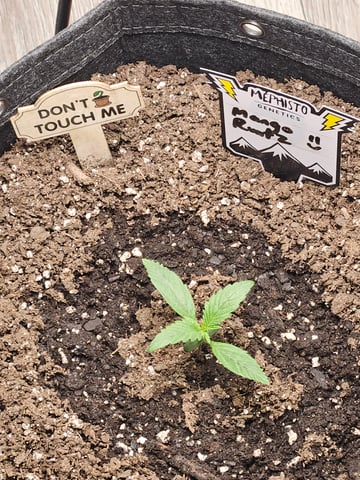 Mango Runtz — seedling_rooting, day 18