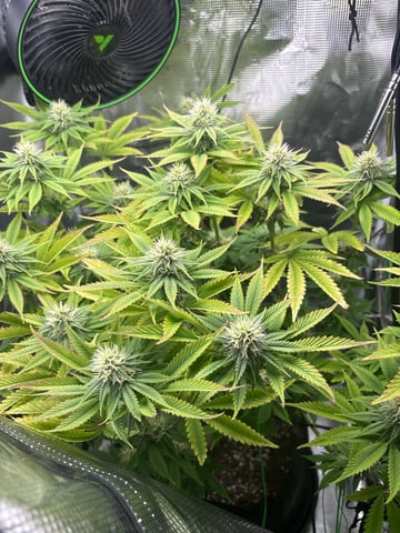 Blackberry Kush — vegetative, day 69