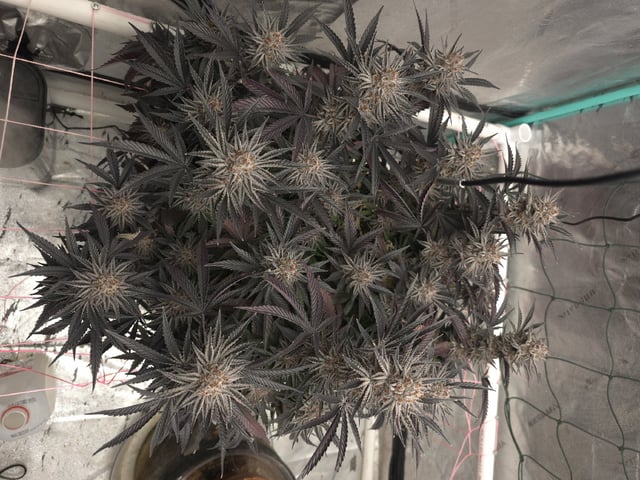 Granny Candy and PLCG — flower, day 138