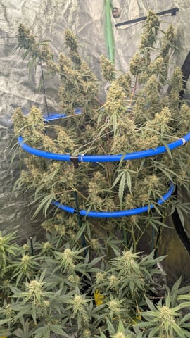 Mixed Grow — flower, day 88