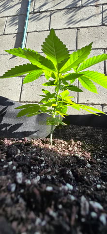 Mystery Weed Plant — vegetative, day 52