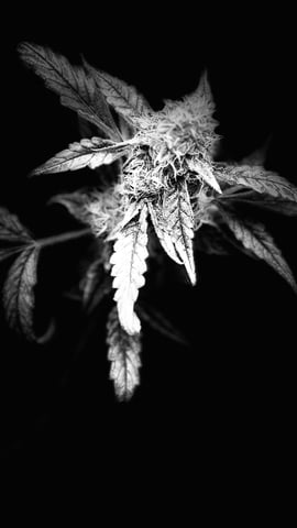 Purple Haze — flower, day 1