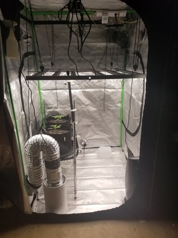 first grow — vegetative, day 16