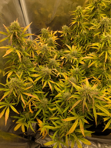 first grow — flower, day 57