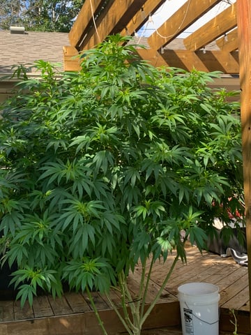 Outdoor  — flower, day 19